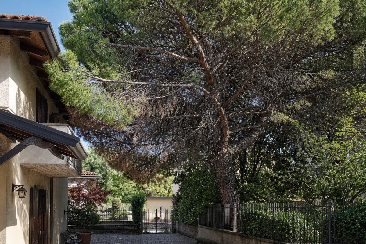 Potatura alberi alto fusto a Brescia - problema da risolvere